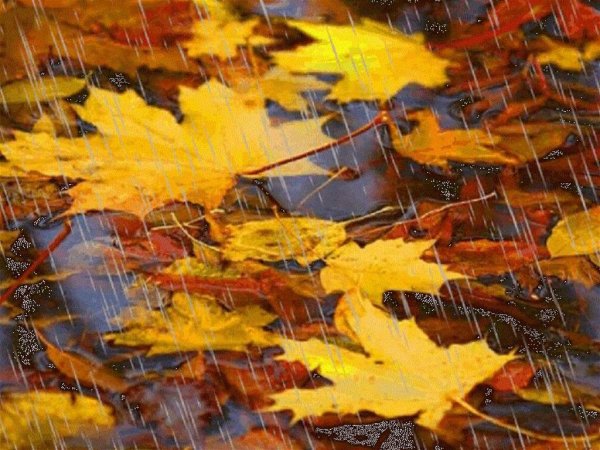 Осенний дождь и листопад