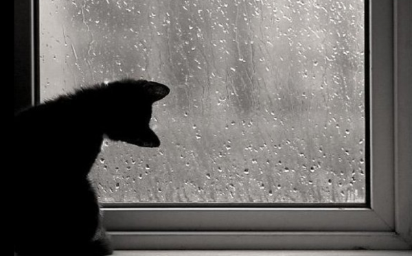 Кот у дождливого окна