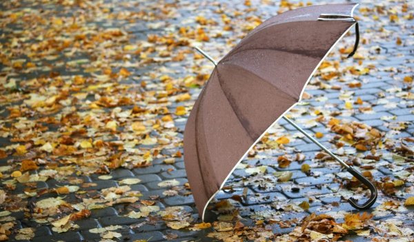 Осень зонтик