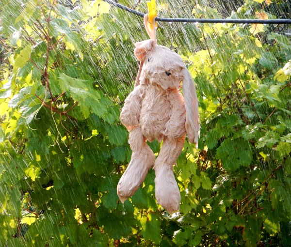 Зайка под дождиком