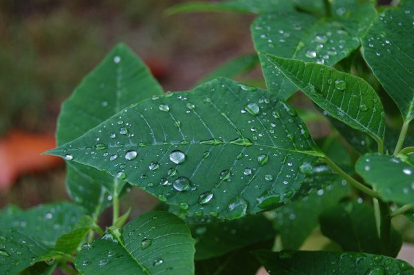 Капли дождя на листьях
