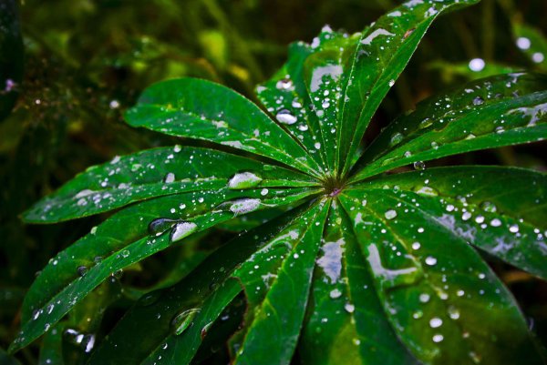 Растения после дождя