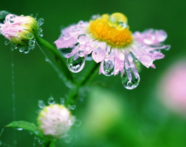 Утренняя роса на цветах