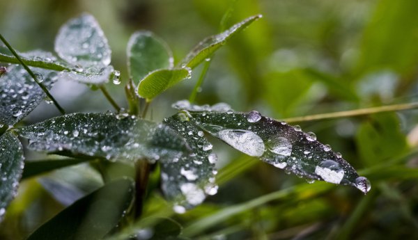 Растения после дождя