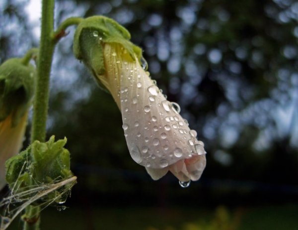 Цветок после дождя макро