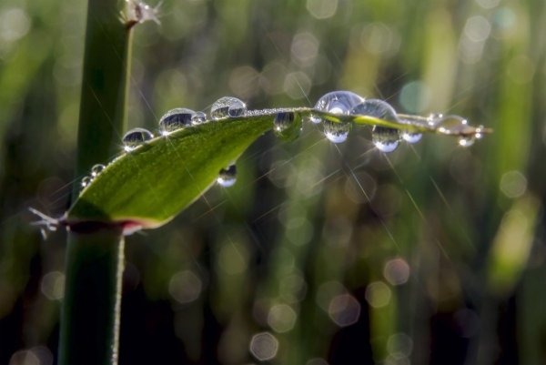 "Роса" (на шинооболочках белош1)