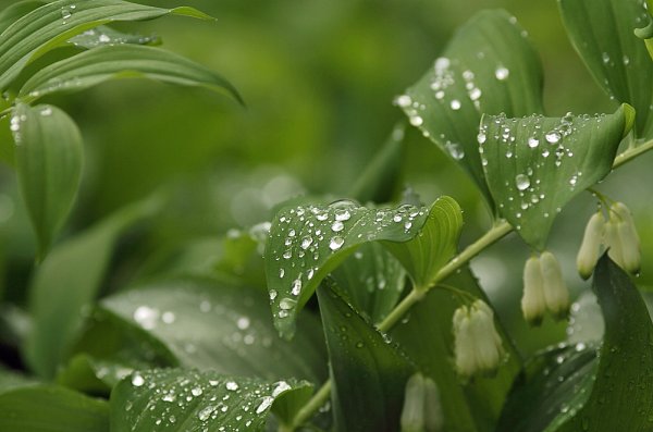 Растения после дождя фото