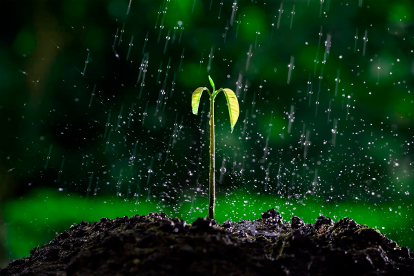 Дождь поливает растения