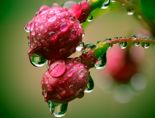 Роса на цветах