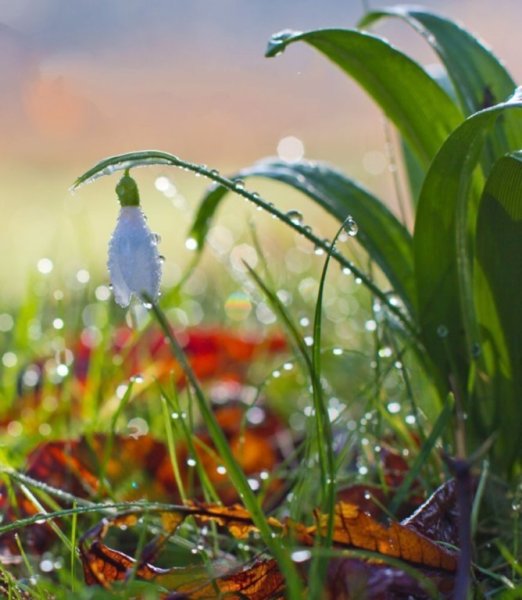 Весна природа