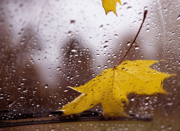 Осень дождь