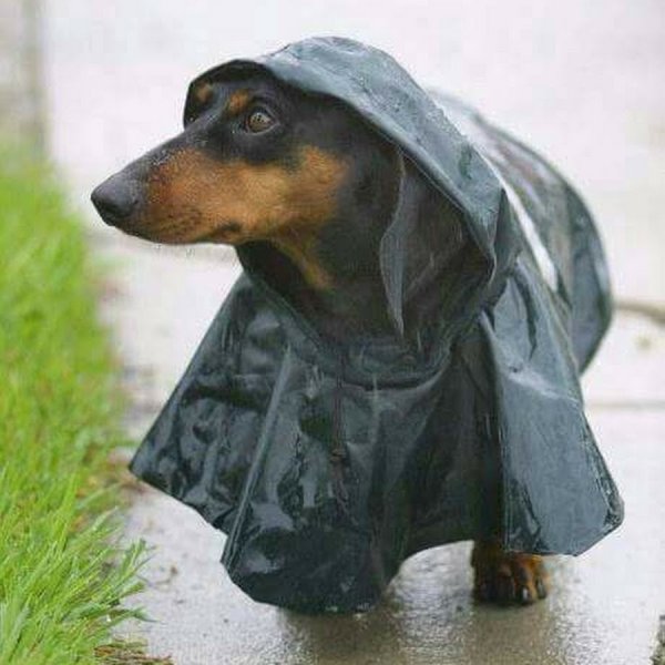 Собака в плаще