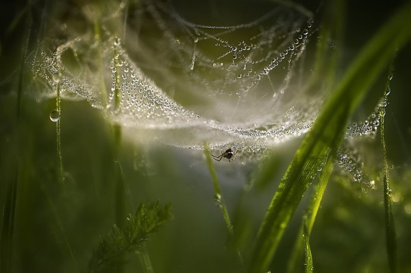 Паутинка с росой