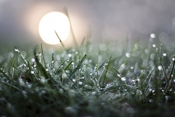 Утренняя роса природа