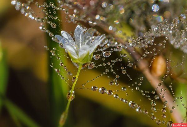 Цветы в росе