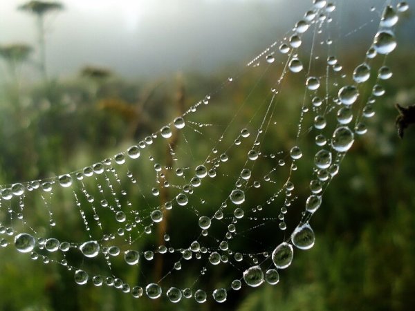 Явления природы дождь