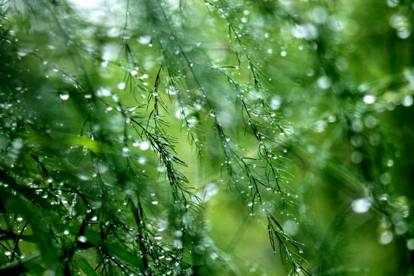 Зелень после дождя