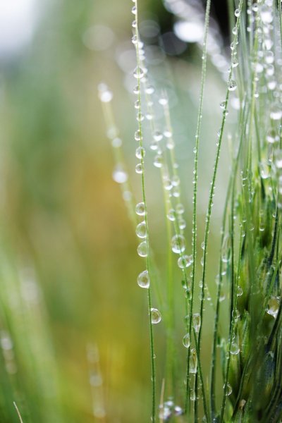 Утренняя роса