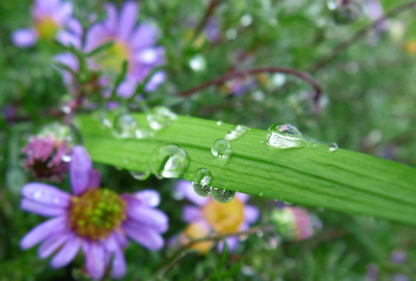 Растения после дождя