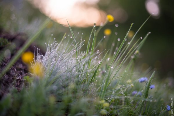 Утренняя роса Геншин