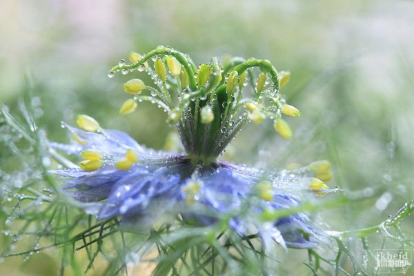 Красивые луговые цветы в росе