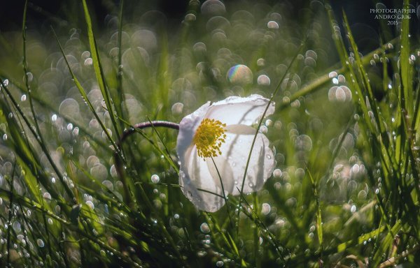 Утро роса цветы
