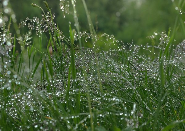 Утренняя роса