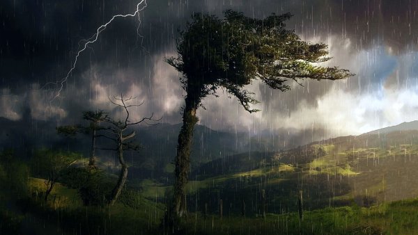 Дождь в лесу