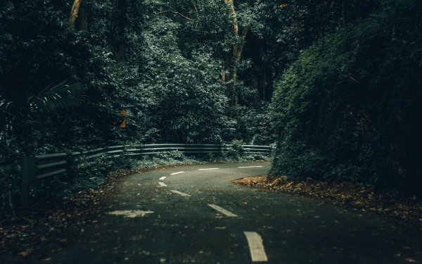 Дождь в лесу