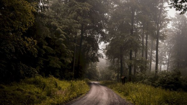 Диаз Лесная дорога