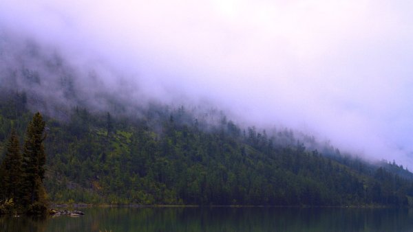 Дождь в лесу