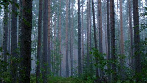 Дождливый лес