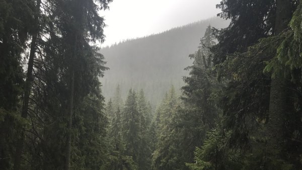 Хвойный лес дождь