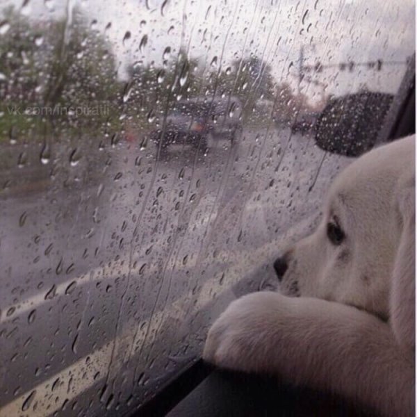 Дождливое утро животные