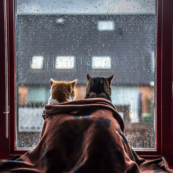 Домашний уют за окном