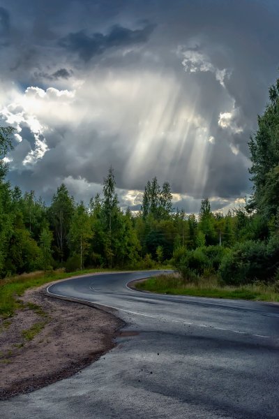 Дорога в лесу