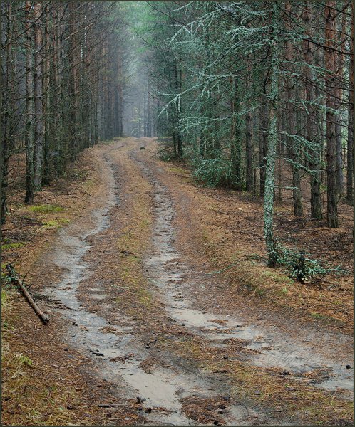 Лес после дождя
