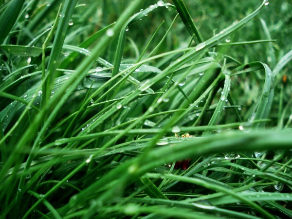 Трава после дождя