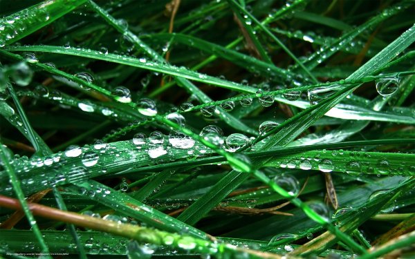 Травка после дождя