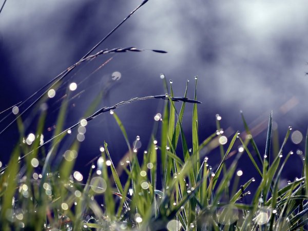 Утренняя роса