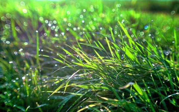 Трава после дождя