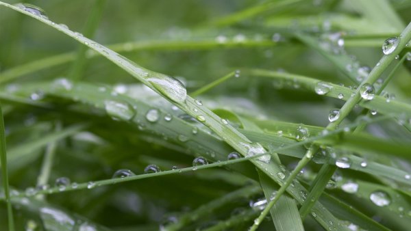 Сильная роса на траве