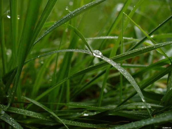 Дождь на траве