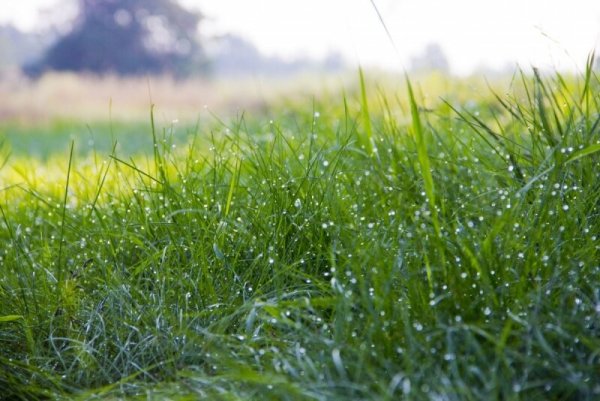 Мокрый газон