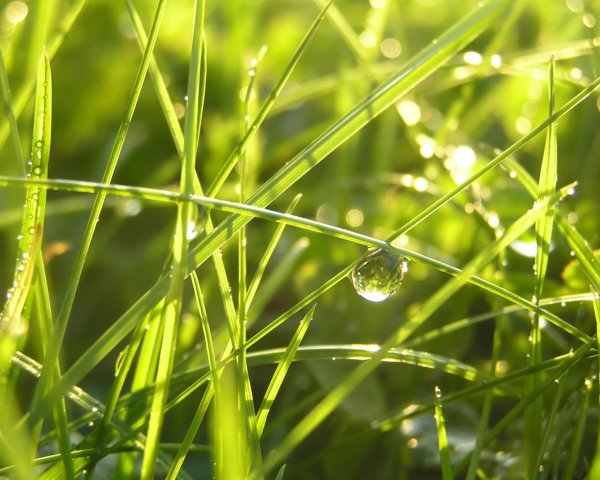 Трава после дождя