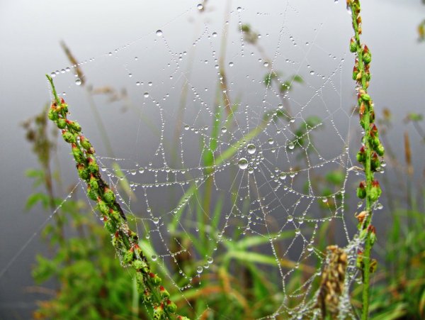 Туман трава роса