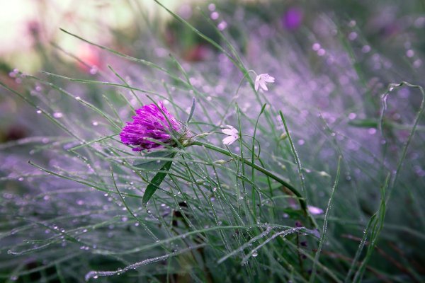 Луговые цветы в росе
