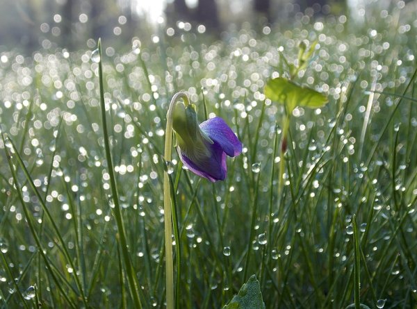 Растения под дождем