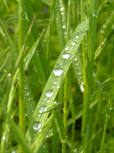 Роса на траве