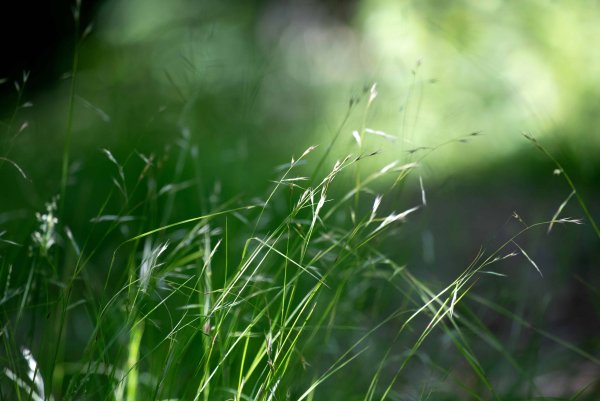 Дождь на траве